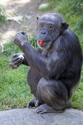 Schimpanse · Abenteuerland Walter Zoo · Gossau SG