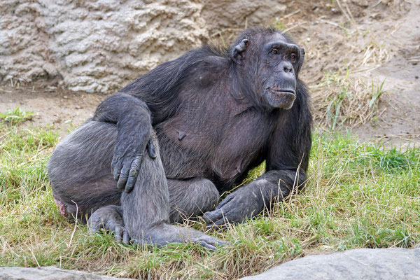 Schimpanse · Walter Zoo Gossau