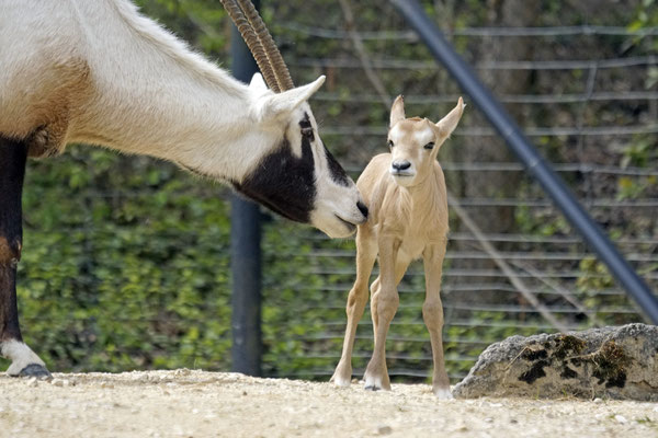 Oryx Antilope "Tahani" geb. 08.04.2019