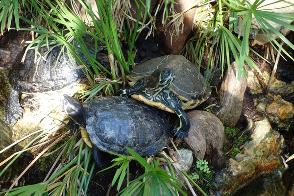 zwei von unzähligen Schildkröten