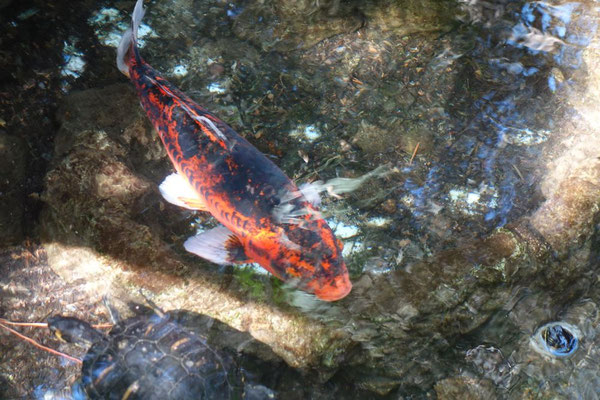 großer roter Fisch