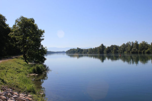 Der Rhein fließt sehr träge