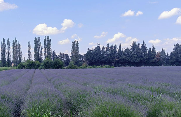 so langsam beginnt die Blüte