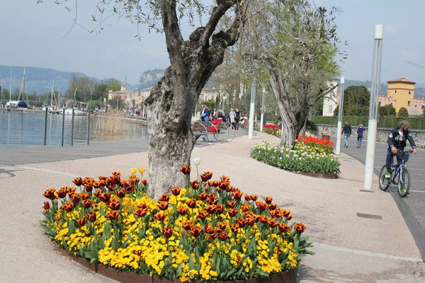 Tulpenrabatten entlang der Promenade