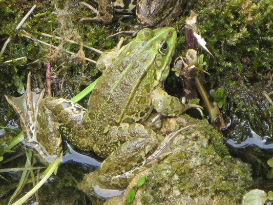 Die Froschmännchen quaken extrem laut