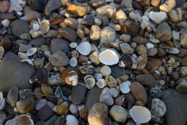 viele Muscheln gibt`s am Strand