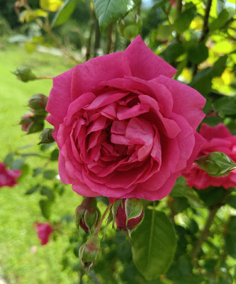 Im Rosenneuheitengarten