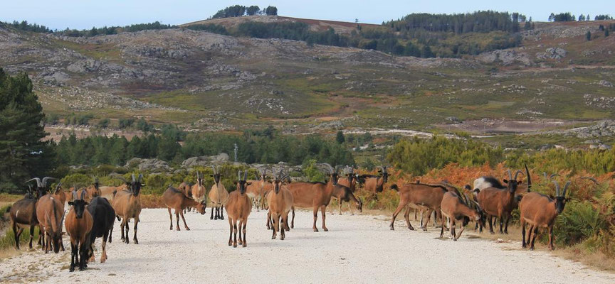 Die einzigen Lebewesen auf der Wanderung