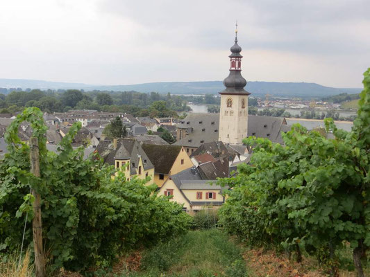 Blick aus den Weinbergen auf Rüdesheim