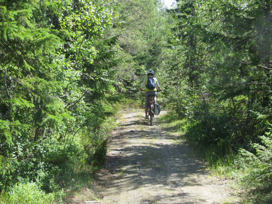 Zurück durch den Wald