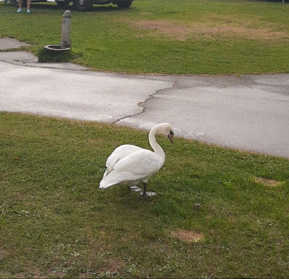 Täglicher Besucher
