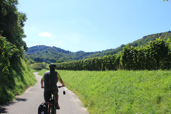 Zuerst ist der Wanderweg noch super....und bald geht es hoch in den Wald