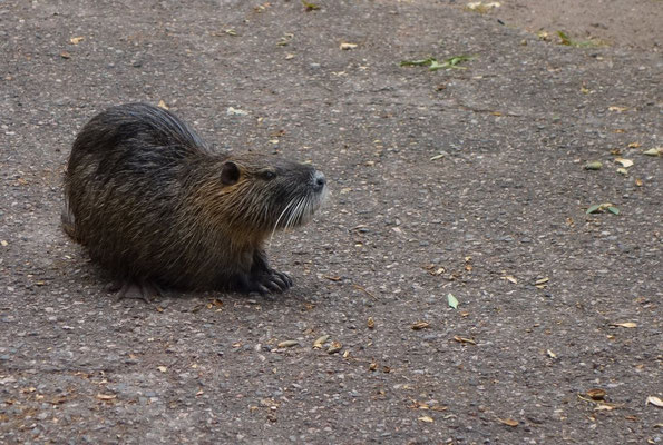 Eine Nutria auf dem Fußweg am Kurteich 