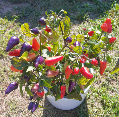 Unsere selbstgezogene Chili, immer mit dabei...............