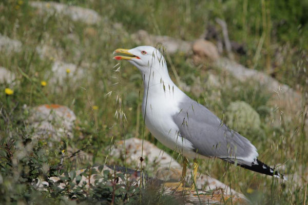 Lautstark verteidigt sie ihr Nest