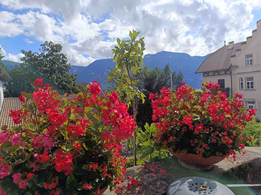 viel Blumenschmuck in Tramin