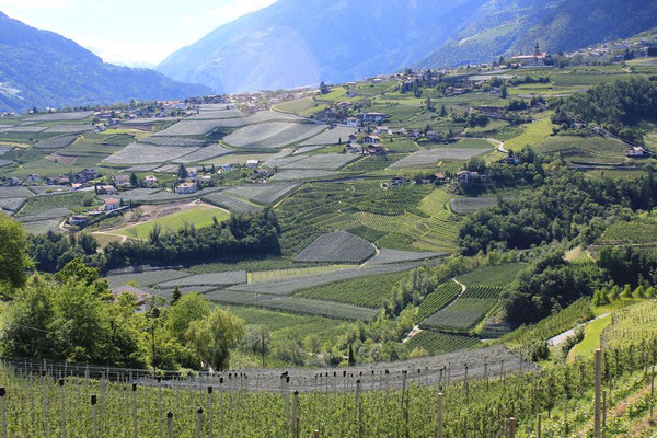 Blick in Richtung Dorf Tirol über Weinhänge und Apfelplantagen