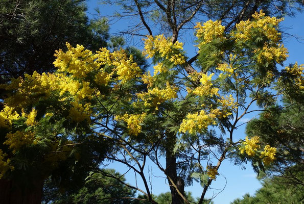 Mimosen