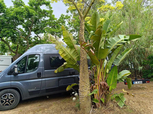 Stehen an einem Bananenbaum