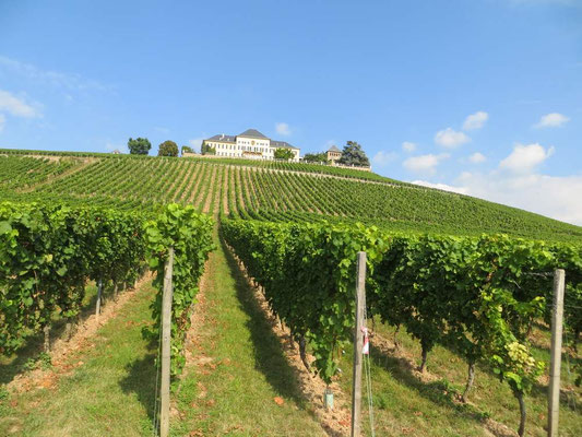 Blick auf Schloss Johannisberg