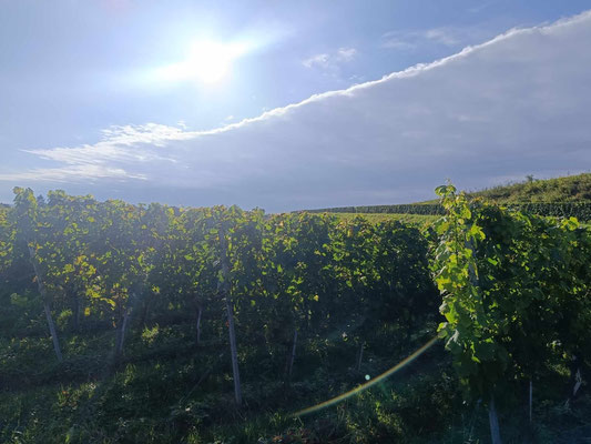 Blick vom Frühstückstisch 