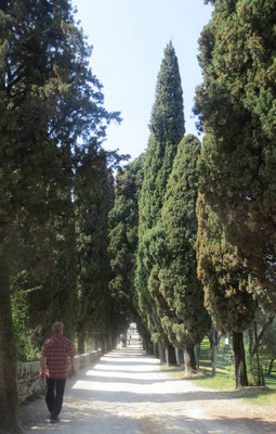Zypressenallee