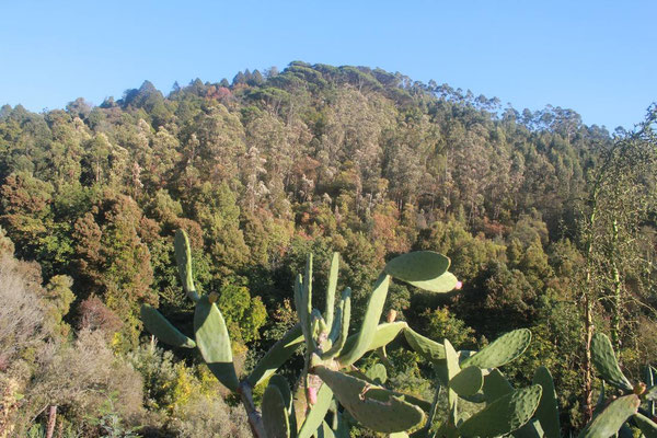 Der Bucaco Wald