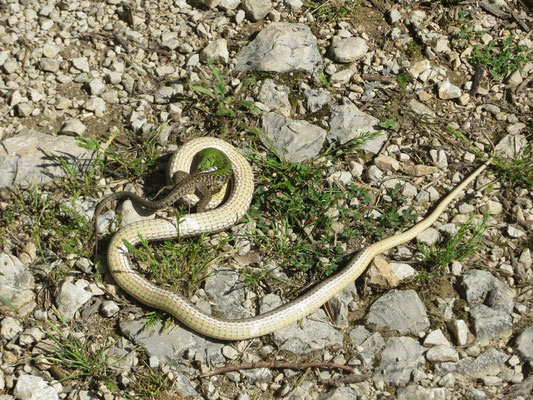 Dahl's Whip Snake mit Beute im Maul
