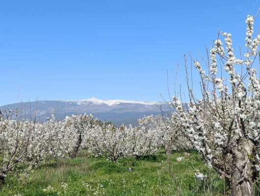 Mont Ventoux ...so hoch sieht er von hier gar nicht aus