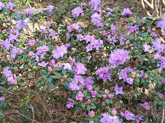 Rhododendron?? Es ist noch März!!