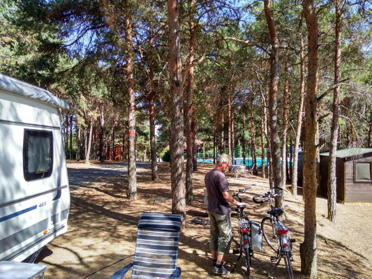 Unser Platz unter Kiefern
