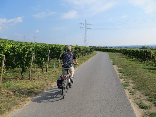 Gut asphaltierte Wege durch die Weinberge