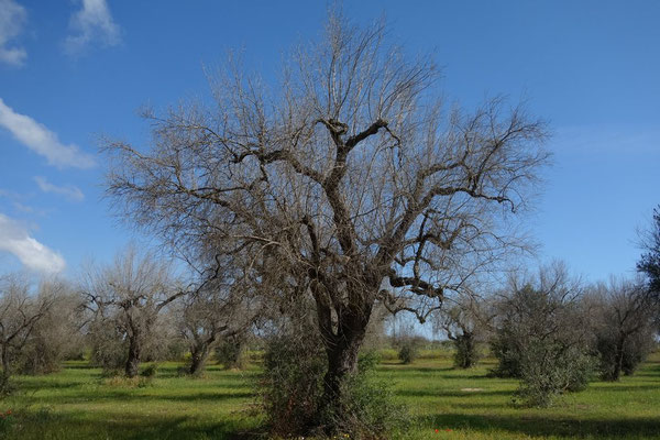 abgestorbene Olivenbäume