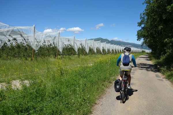 Viele Apfelplantagen liegen am Weg