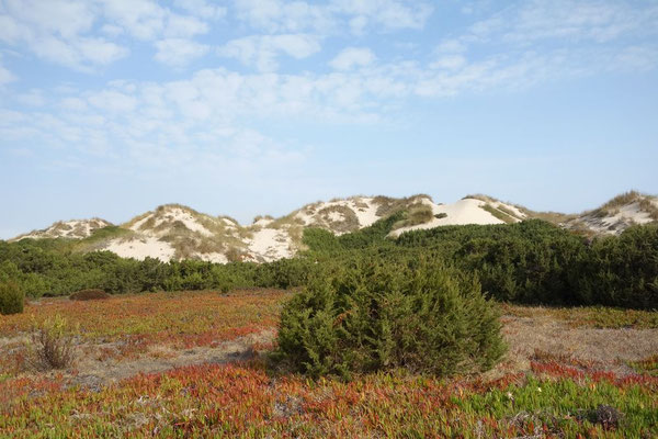Peniche hat hinter diesen Dünen einen langen Sandstrand