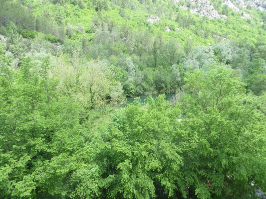 Viel dichter Wald