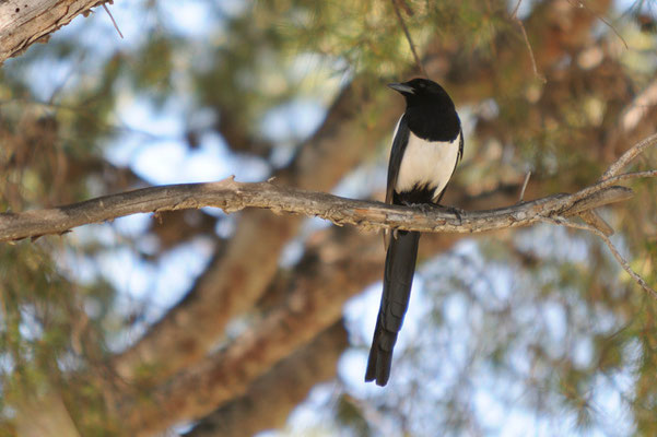 Gazza (Cassis Provenza)