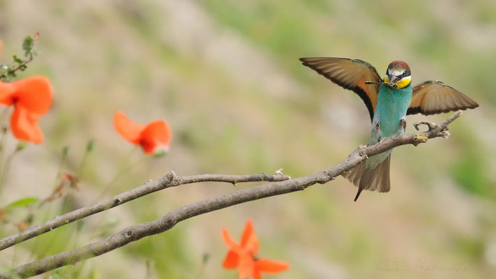 Gruccione con gompho ( Parco adda sud)