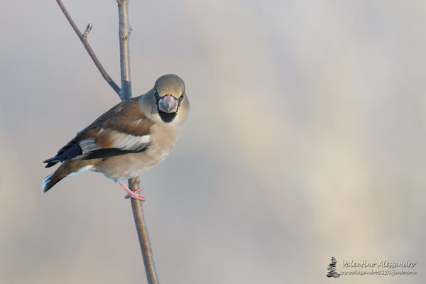 tipetta determinata (Femmina di frosone, Montevecchia)