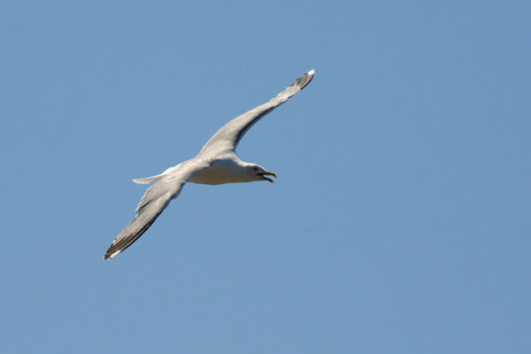 Gabbiano reale in volo (Provenza)