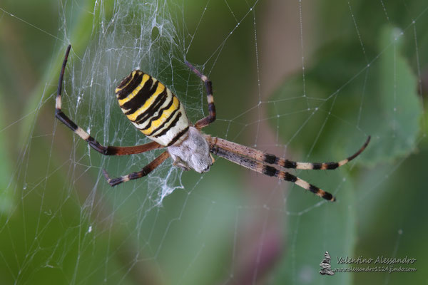 Argiope (Sorgenti della Muzzetta)