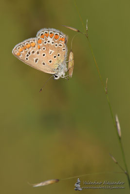 Delicato equilibrio, Aricia agestis, Sorgenti della Muzzetta