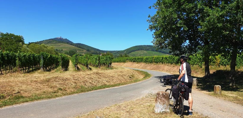 Sur l'Eurovélo 5 près de St Hippolite sous le Haut Koenigsbourg