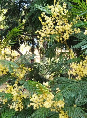 Mimosa en fleur