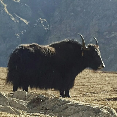 Yak très paisible 