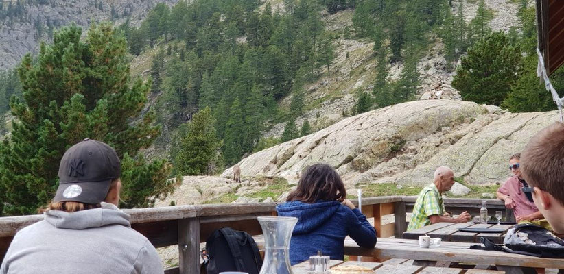 Terrasse du refuge de Cougourde avec la visite de chamoix quelque peu aprivoisés