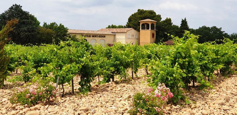 Vigne à proximité du château de Montredon