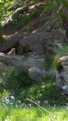 Marmotte surveillant notre sieste