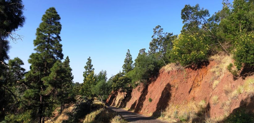 en altitude, les arbres sont nombreux et adoucissent les sommets