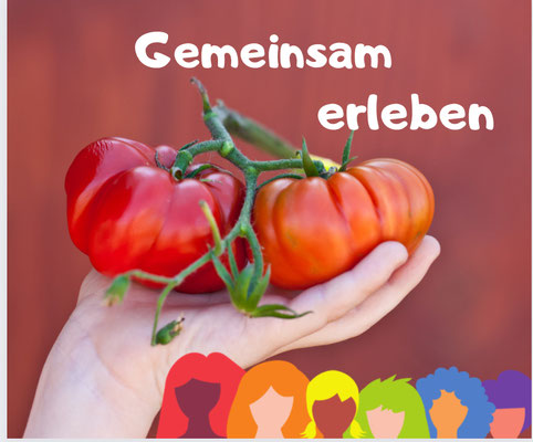 Tomaten frisch geerntet 